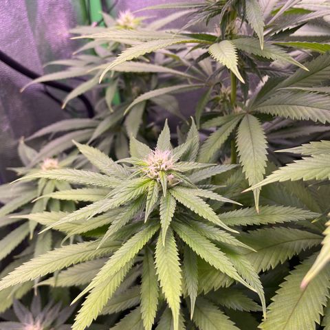Cookie growlog timeline photo