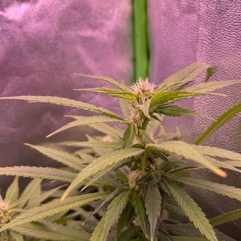 Cookie growlog timeline photo