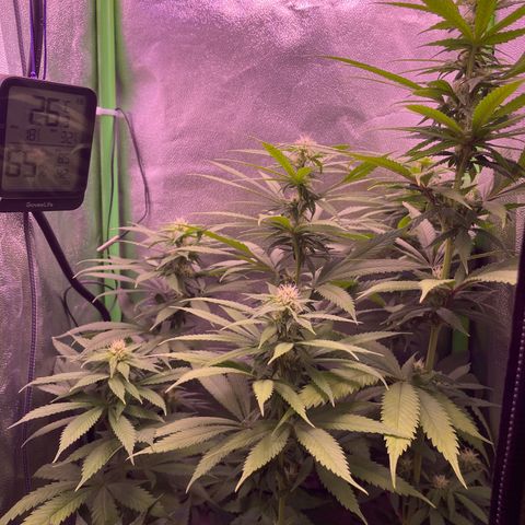 Cookie growlog timeline photo
