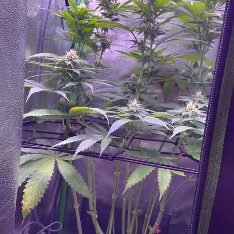 Cookie growlog timeline photo