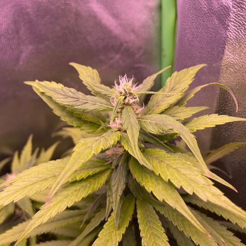 Cookie growlog timeline photo