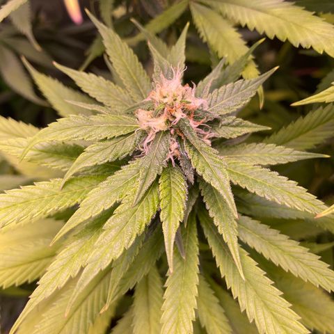 Cookie growlog timeline photo