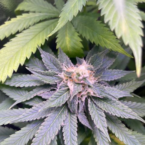 Cookie growlog timeline photo