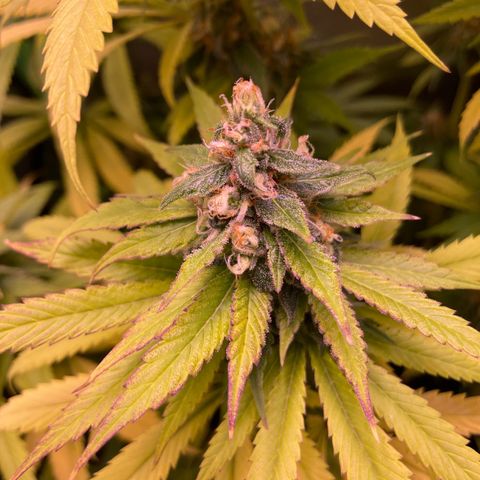 Cookie growlog timeline photo