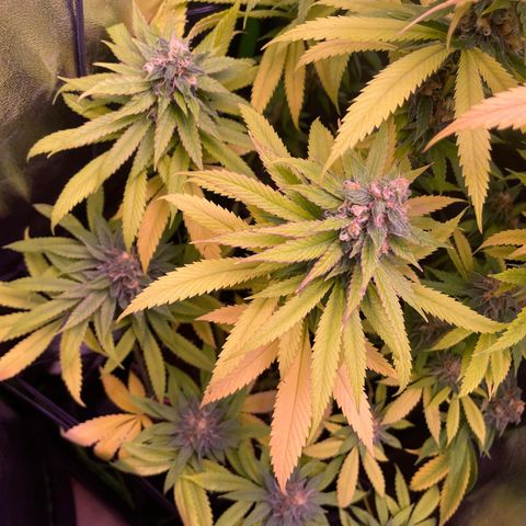 Cookie growlog timeline photo