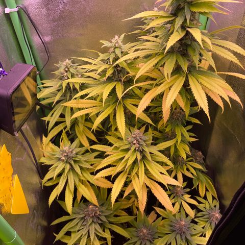 Cookie growlog timeline photo