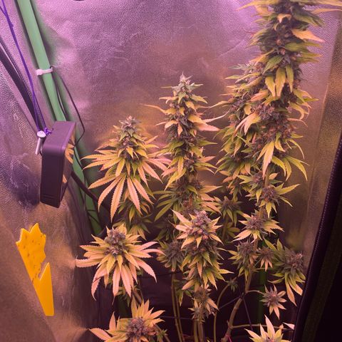 Cookie growlog timeline photo