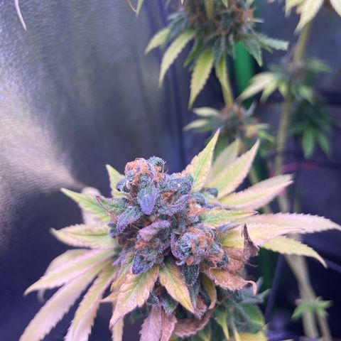 Cookie growlog timeline photo