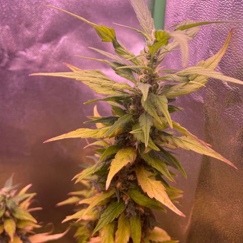 Cookie growlog timeline photo
