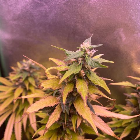 Cookie growlog timeline photo