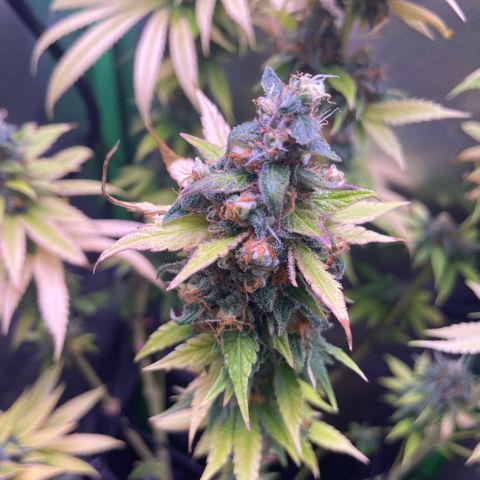 Cookie growlog timeline photo