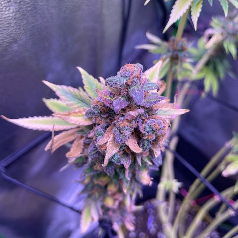 Cookie growlog timeline photo