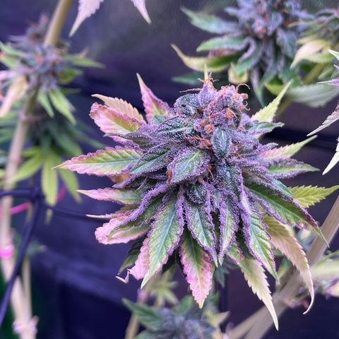 Cookie growlog timeline photo