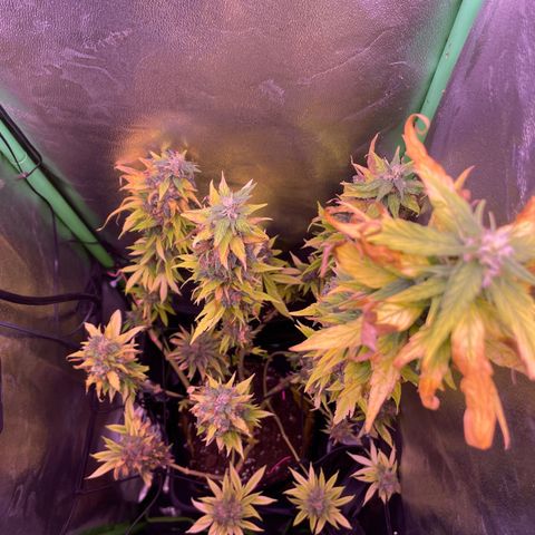 Cookie growlog timeline photo