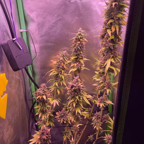 Cookie growlog timeline photo