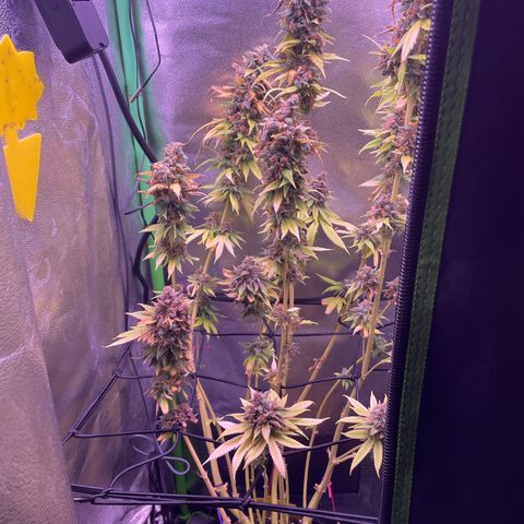 Cookie growlog timeline photo