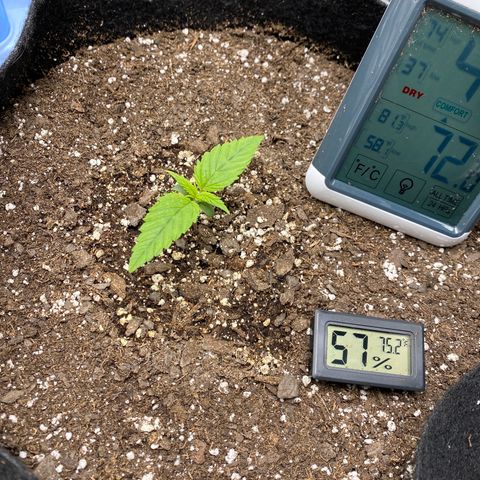 OG KUSH growlog timeline photo