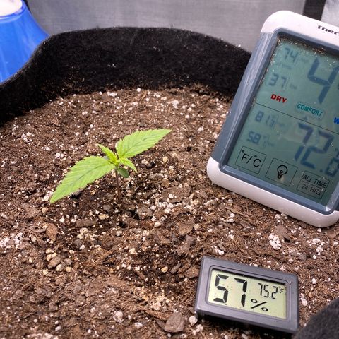 OG KUSH growlog timeline photo