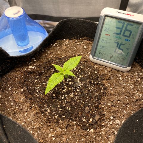 OG KUSH growlog timeline photo