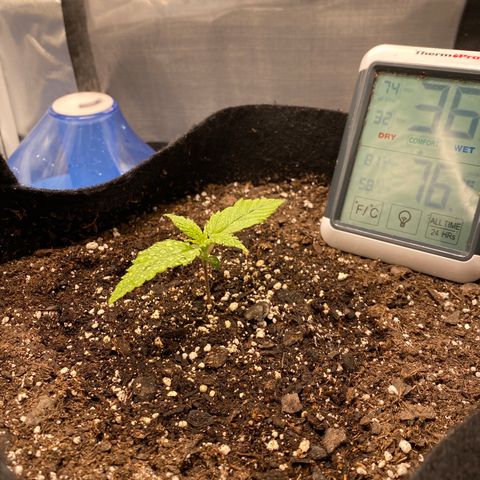 OG KUSH growlog timeline photo
