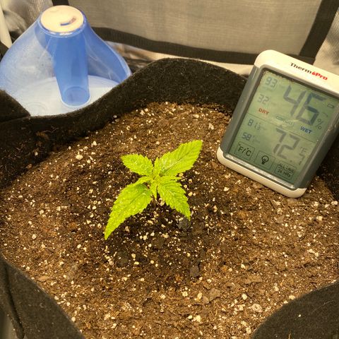 OG KUSH growlog timeline photo
