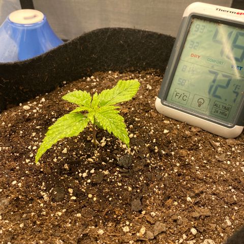 OG KUSH growlog timeline photo