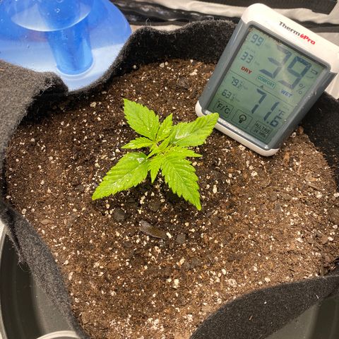 OG KUSH growlog timeline photo