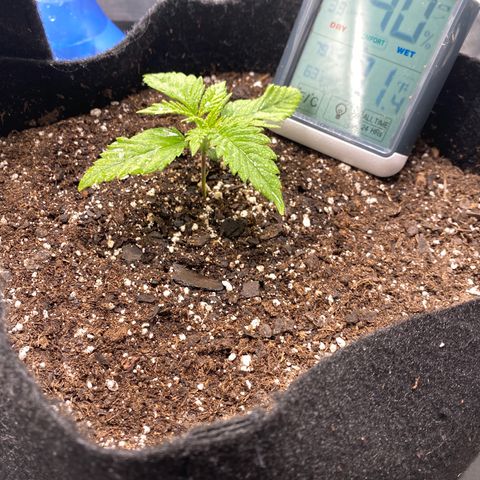 OG KUSH growlog timeline photo