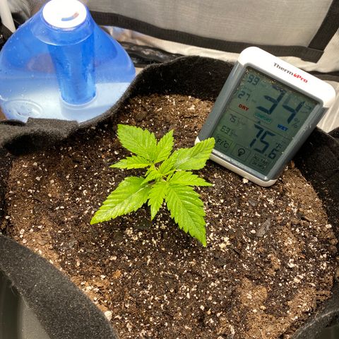 OG KUSH growlog timeline photo