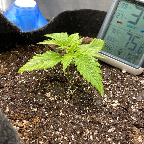 OG KUSH growlog timeline photo