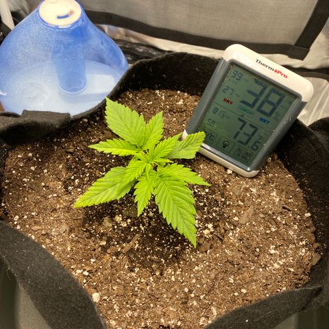 OG KUSH growlog timeline photo