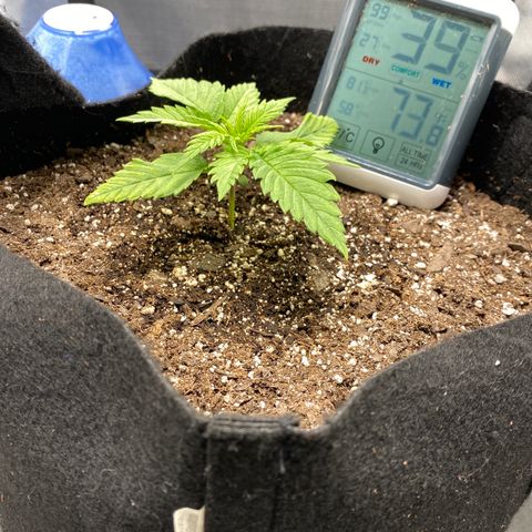 OG KUSH growlog timeline photo
