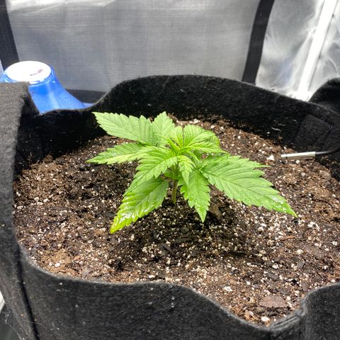 OG KUSH growlog timeline photo