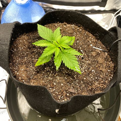 OG KUSH growlog timeline photo