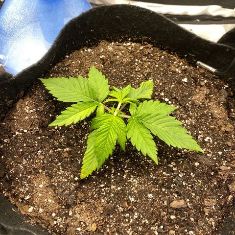 OG KUSH growlog photo: After topping