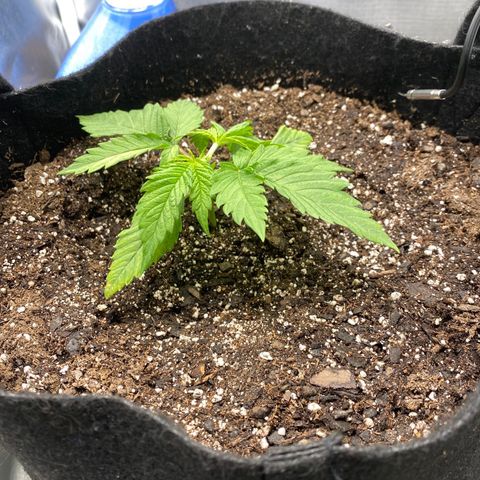 OG KUSH growlog photo: After topping