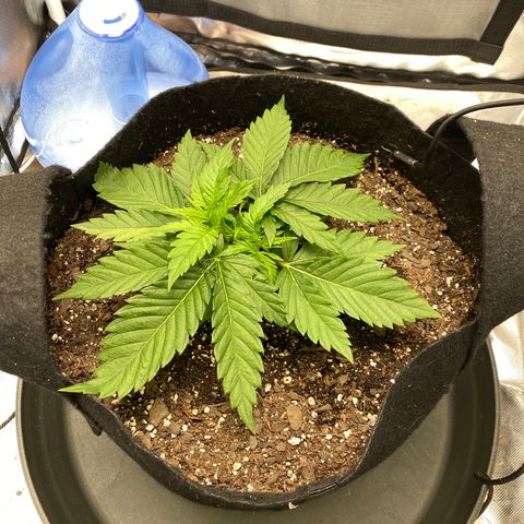 OG KUSH growlog timeline photo
