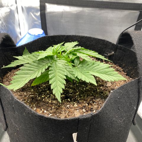 OG KUSH growlog timeline photo
