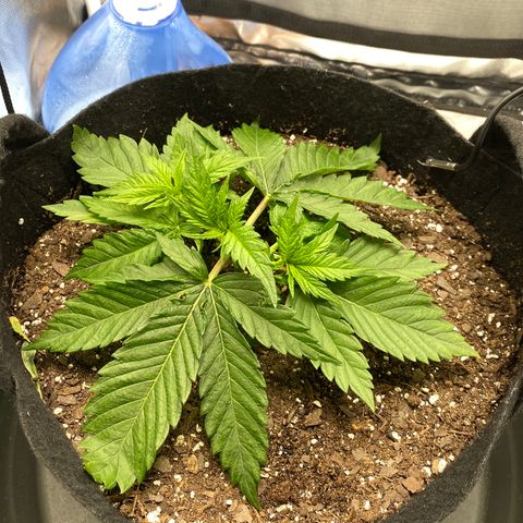 OG KUSH growlog timeline photo