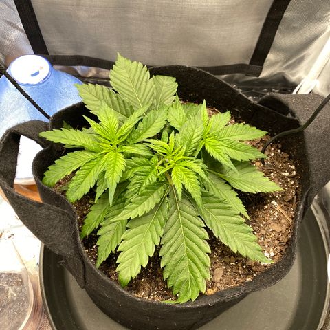 OG KUSH growlog timeline photo