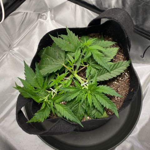 OG KUSH growlog timeline photo