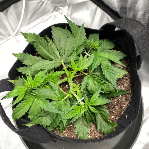 OG KUSH growlog timeline photo