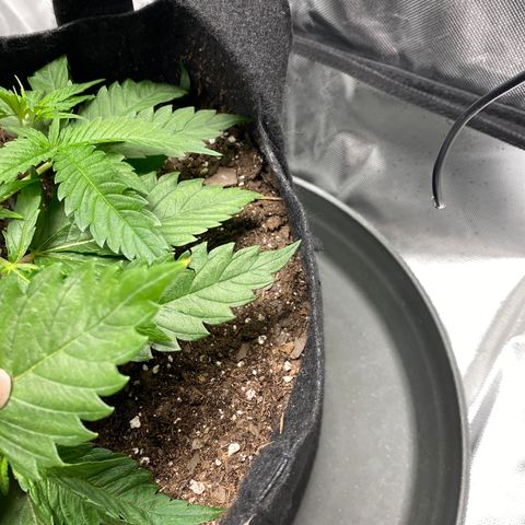 OG KUSH growlog timeline photo