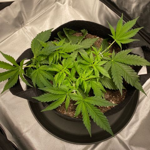 OG KUSH growlog timeline photo