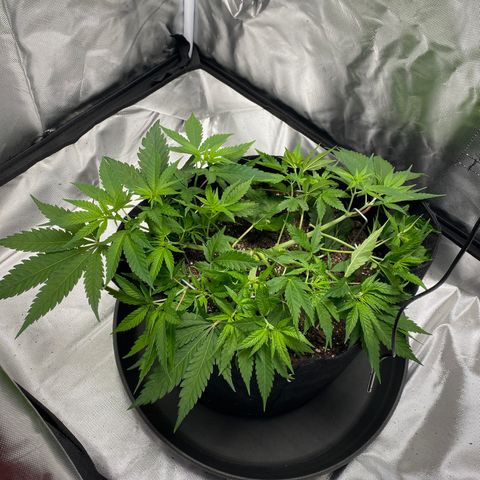 OG KUSH growlog timeline photo