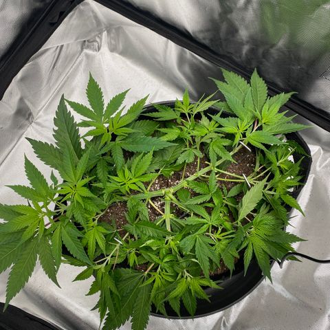 OG KUSH growlog timeline photo