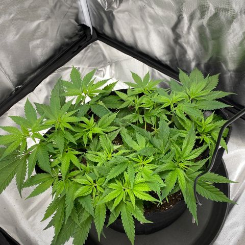 OG KUSH growlog timeline photo
