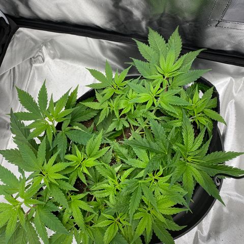 OG KUSH growlog timeline photo