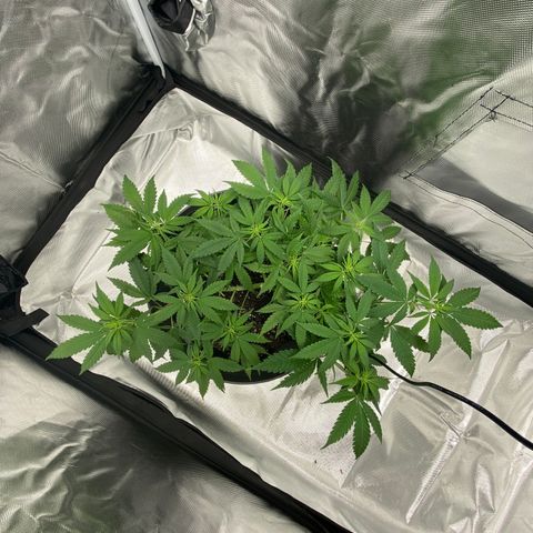 OG KUSH growlog timeline photo