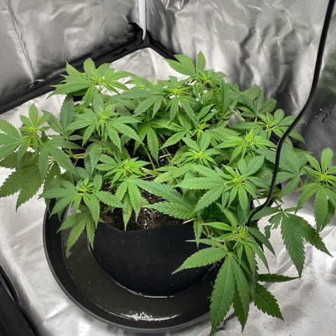 OG KUSH growlog timeline photo
